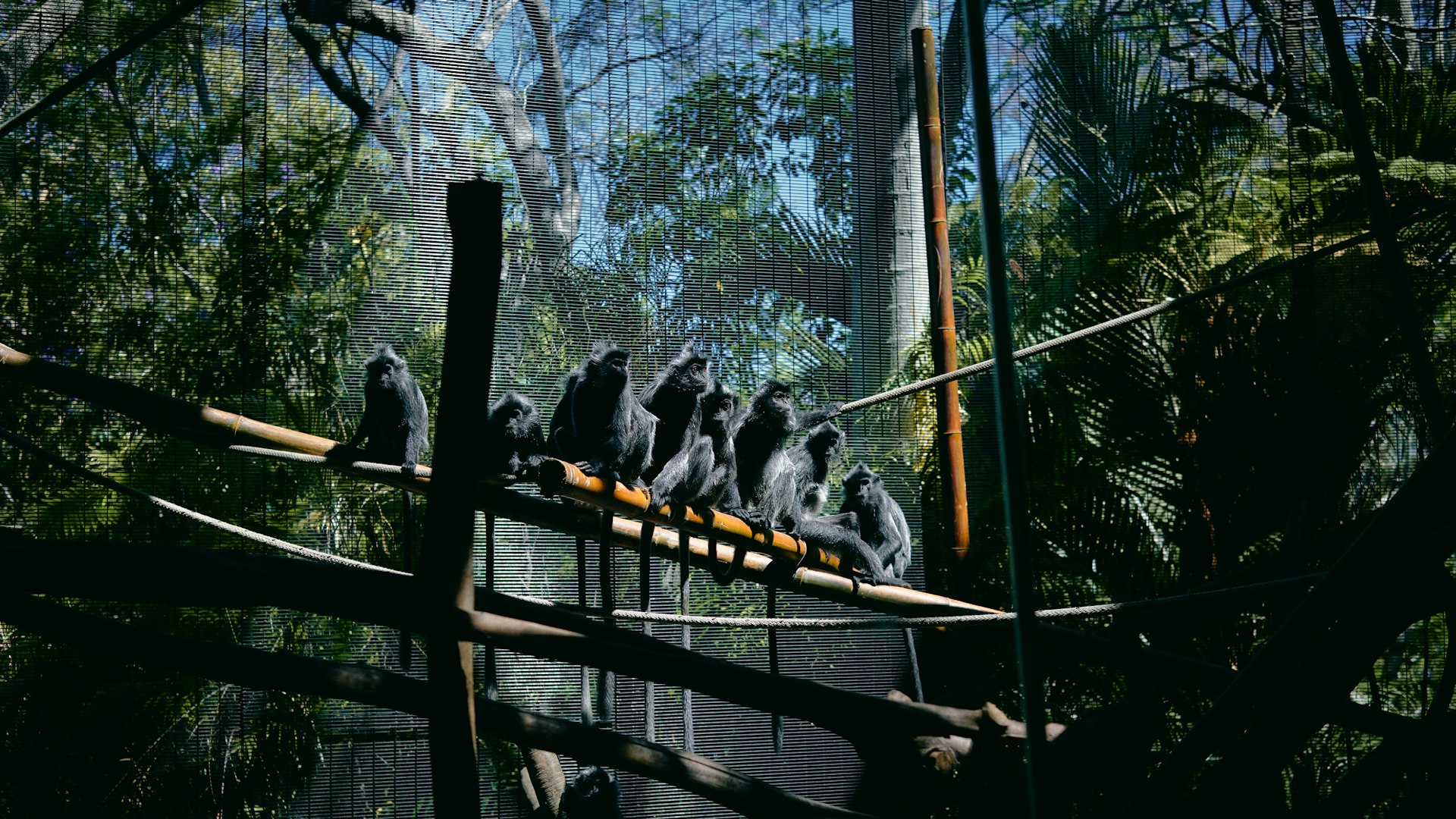 monkeys sitting on bridge